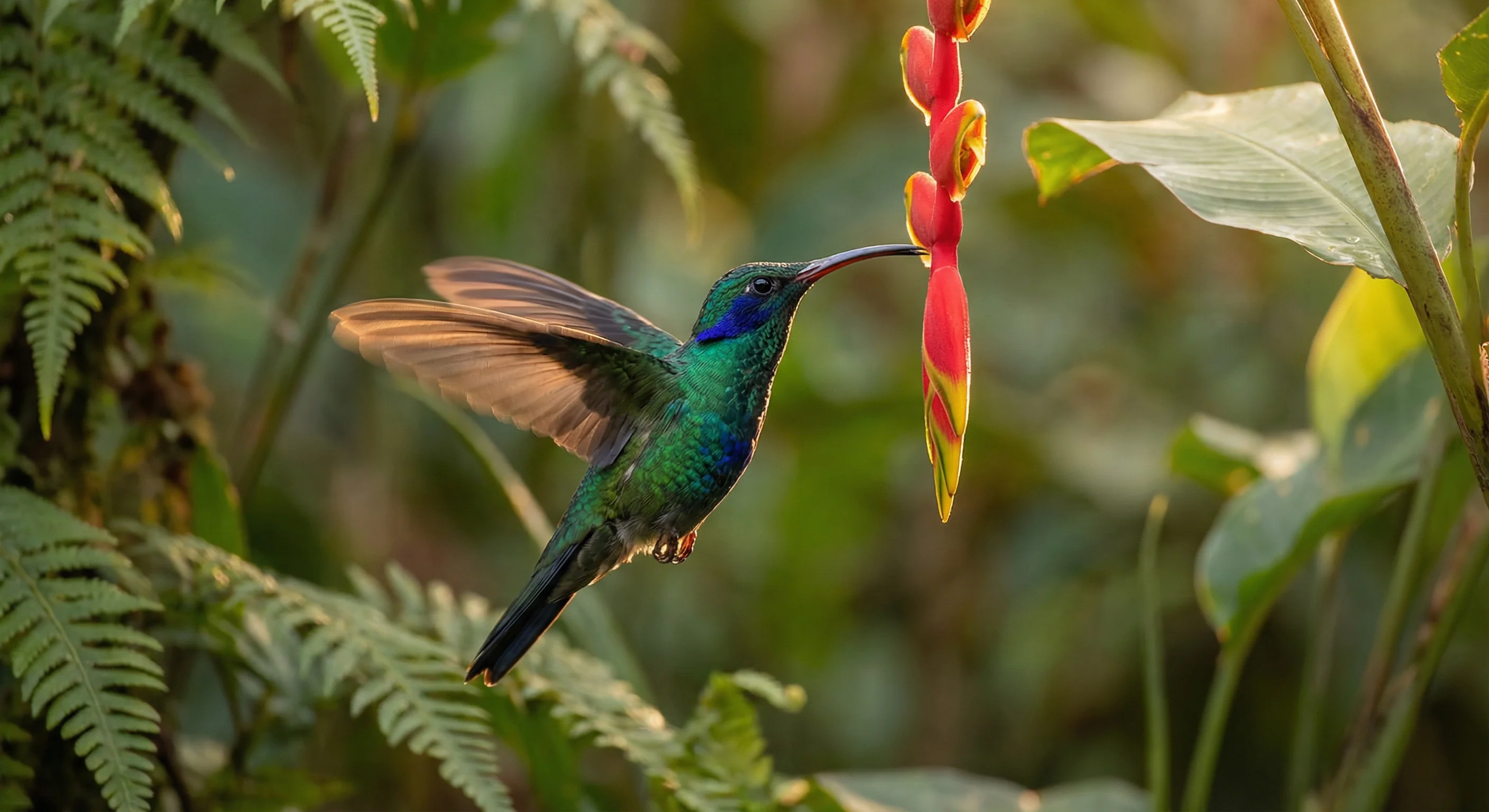 Colibri exotico iridiscente en vuelo